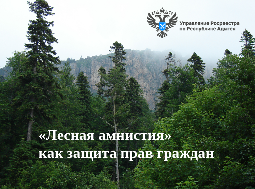 «Лесная амнистия» как защита прав граждан.